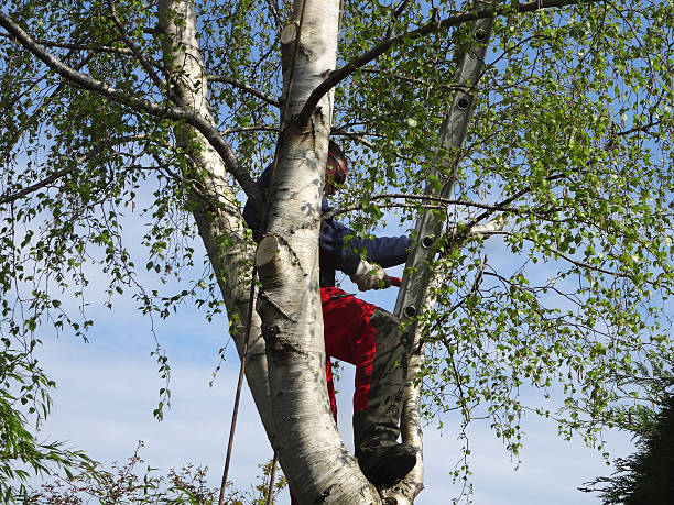 Leaf Removal in Calipatria, CA